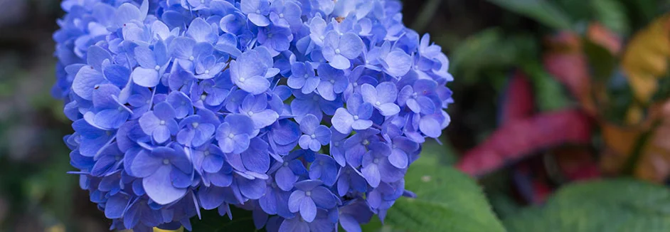 Blaue Hortensie